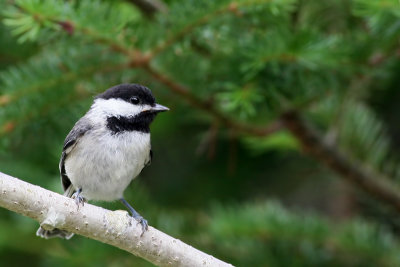 Black-capped Chickadee