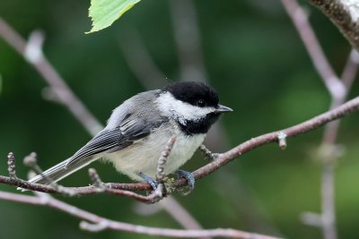 Black-capped Chickadee