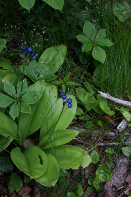 Blue-bead Lily
