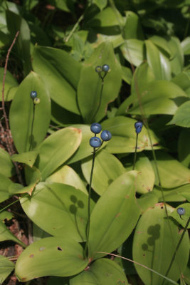 Blue-bead Lily