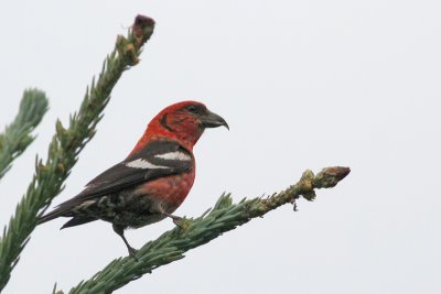 White-winged Crossbill! (Male)