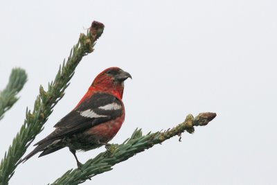 White-winged Crossbill! (Male)