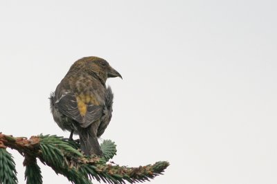 White-winged Crossbill! (Female)