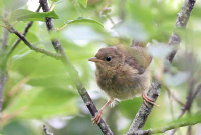 Common Yellowthroat