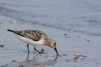 Sanderling