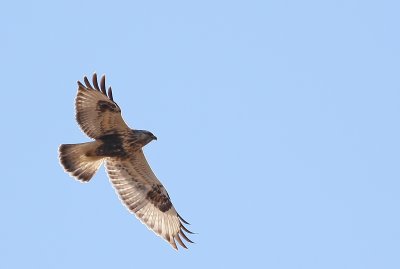 Rough-legged Hawk