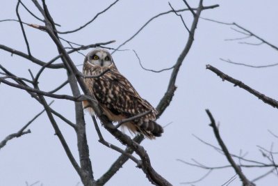 Short-eared Owl