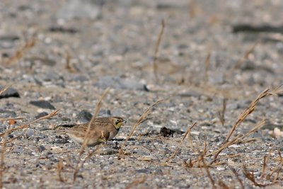 Horned Larks