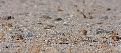 1.IMG_9669.JPG