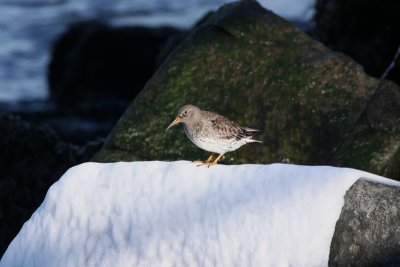 Purple Sandpiper