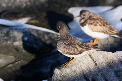 Purple Sandpiper and Ruddy Turnstone