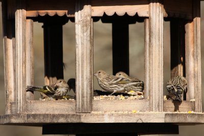 Pine Siskins