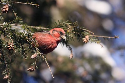 1.IMG_0465.JPG