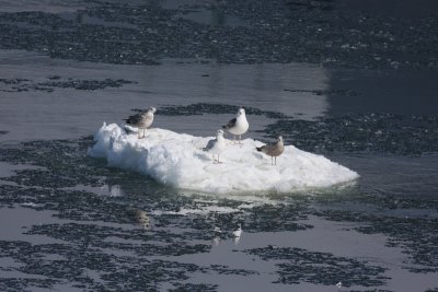 Gulls on an iceberg!