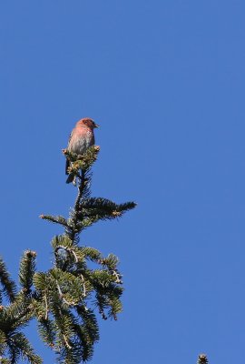 White-winged Crossbill