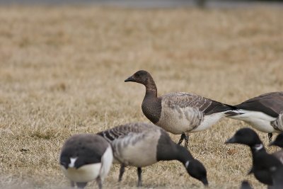Brown-headed Brant