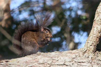 Black x Gray Squirrel?