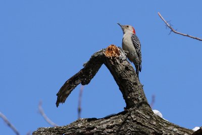 Red-bellied Woodpecker