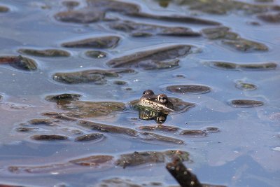 Wood Frog