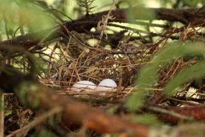 Mourning Dove nest