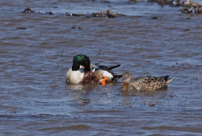 Northern Shovelers