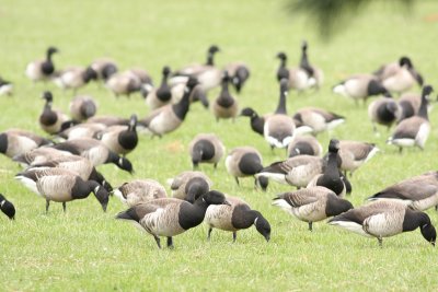 Atlantic Brant