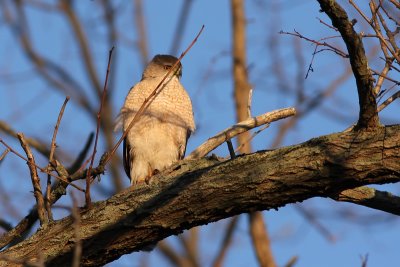 Cooper's Hawk