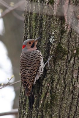 Northern Flicker