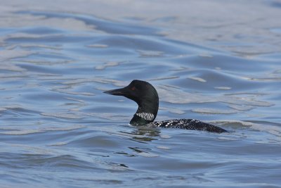 Common Loon