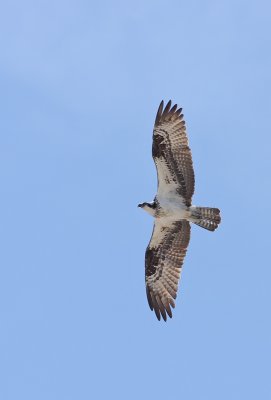 1.IMG_2543.JPG