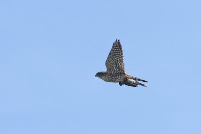 1.IMG_2560.JPG
