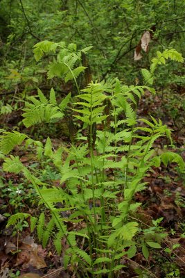 Interrupted Fern
