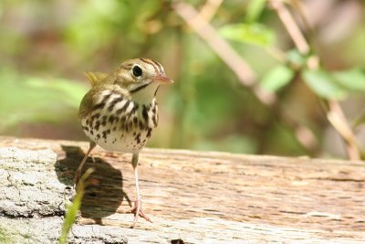 Ovenbird