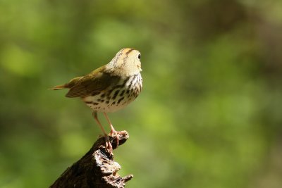 1.IMG_3313.JPG