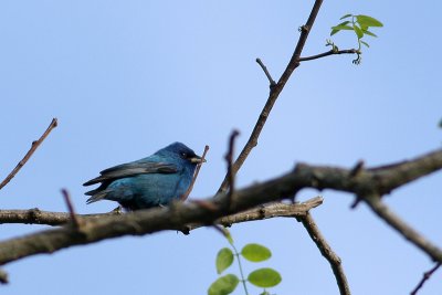 Indigo Bunting