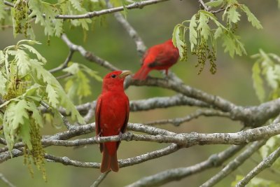 Summer Tanagers