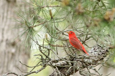 Summer Tanager