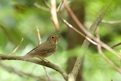 Swainson's Thrush