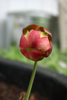 2.IMG_3605.jpg