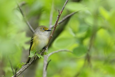 White-eyed Vireo