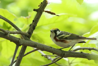 Chestnut-sided Warbler