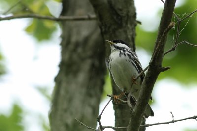 Blackpoll Warbler
