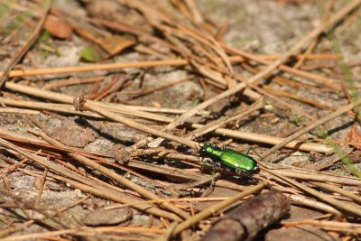 Six-spotted Tiger Beetle