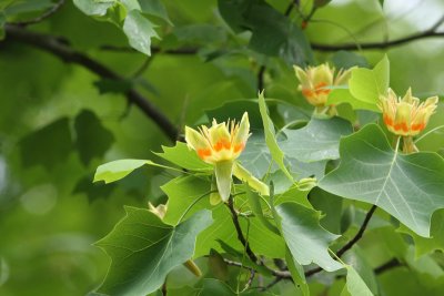 Tulip Tree