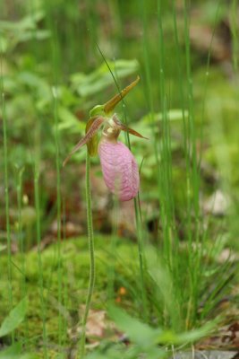 Pink Lady's Slipper orchid