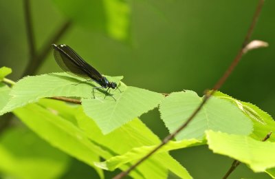 Ebony Jewelwing