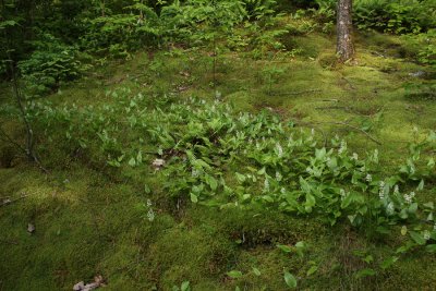 Polypodium virginianum (Rock Polypody) and Mayflower (Maianthemum canadense) 