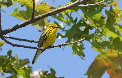 Prairie Warbler