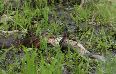 Northern Water Snake