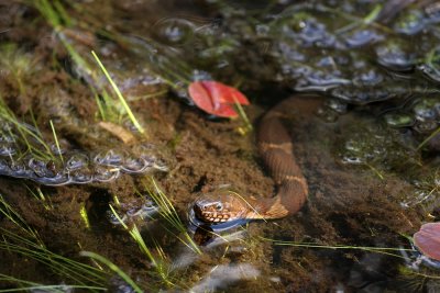 Northern Water Snake